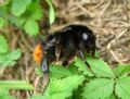 Bombus lapidarius